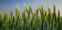 Cuba poised for production of wheat modified by radiation mutagenesis that adapts to extreme heat and climate fluctuations