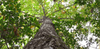Podcast: Behind the fungus-resistant chestnut that could save American forests