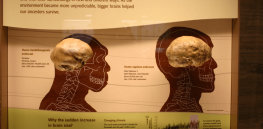 Are humans still evolving? 155 new genes identified that suggest we’re still being shaped by our environment
