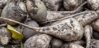 Europe’s sugar beet crop faces potentially devastating consequences in wake of EU court ruling blocking countries' ability to grant neonicotinoid pesticide use exemptions
