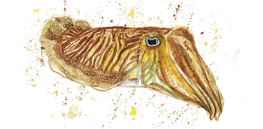 Cuttlefish assed a cognitive test designed for humans