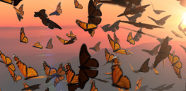Soaring butterfly levels: California county sees highest monarch numbers in two decades