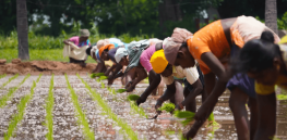 Viewpoint: 7.4 quadrillion calorie shortfall by 2050 — Why we need to eat less meat and stop wasting food