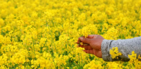 Did India’s GM mustard approval circumvent the law as anti-GMO activists claim?