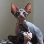 hairless mammals and why humans aren't among them