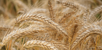Heat-tolerant wheat: How we can increase yields of this staple crop despite rising temperatures