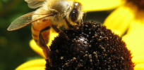 ‘No conservation concern with honey bees’: Xerces Society debunks claims that honey bees threatened but raises extinction concerns about some wild species