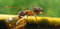 Ants genetically engineered for their antennae to glow green reveal how insects navigate the world of scent