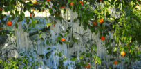 Viewpoint: Frost season is nearing in Florida’s citrus-growing region. Here’s how backward science at the EPA has closed down a protective solution