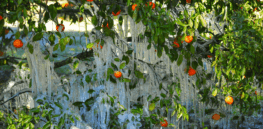 Viewpoint: Frost season is nearing in Florida’s citrus-growing region. Here’s how backward science at the EPA has closed down a protective solution