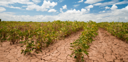 Here is how genetically engineered crops can aid in the quest for food security amid a changing climate