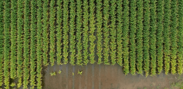 Viewpoint: 'Going organic isn't cheap' — What does it cost farmers to switch from conventional farming to organic?