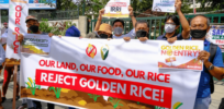 Viewpoint: Philippines’ vitamin A enhanced Golden Rice rejection is not just a ‘terrible, tragic, missed opportunity’ for the country’s children — it may deter other countries like Bangladesh and India