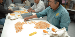 Viewpoint: Optimizing seeds — Hybrid and CRISPR gene editing technology key to addressing climate-induced food insecurity