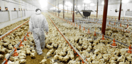 ‘Challenge the poultry mafia’? Criticism of Pakistan's food security minister who claims GM soybeans are toxic and linked to cancer mounts