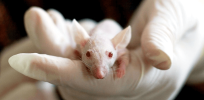 Viewpoint: Animal rights groups applaud FDA decision to not require animal testing on new drugs, but there are no effective substitutes to assure safety