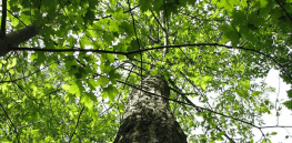 Video: Darling 58 American chestnut tree — Tik Tok video addresses deploying genetic modification to restore one of America’s most ecologically valuable keystone species