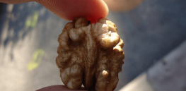 Why are walnuts considered a new ‘brain food’?