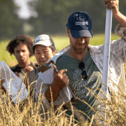 kernza harvesting