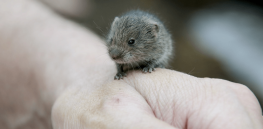 ‘Love hormone’ in doubt? Monogamous prairie voles research raises doubts whether oxytocin fosters social bonding