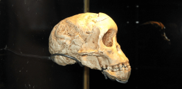 5 traits in modern humans that trace back to our distant ancestry
