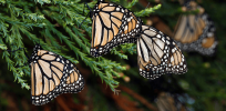 Viewpoint: Farms and judicious pesticide use pose no mortal threat to endangered butterfly, Monarch Conservation Consortium concludes