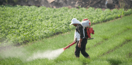 Viewpoint: The Guardian cites ‘shocking’ statistics from environmental lobby groups claiming increasing dangers from pesticide poisonings. Here’s why they are wrong, yet again