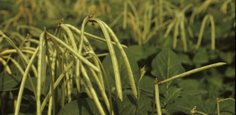 Viewpoint: ‘One of the greatest human accomplishments’ — GM insect-resistant cowpea quintuples yields without pesticides