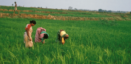 Viewpoint: The promise and challenges facing India’s turn toward gene-edited rice