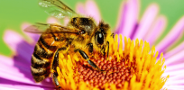 Viewpoint: No, pollinator declines are not causing 500,000 premature human deaths a year, as The Guardian and Le Monde report