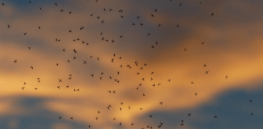 Climate change ripple effect: Rising temperatures allow mosquitoes to spread across Africa, bringing malaria with them