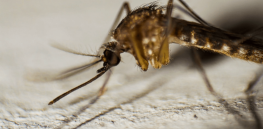‘Magic bullet or genetic atom bomb?’: Exploring potential unintended consequences of using gene drives to eradicate disease-spreading mosquitoes