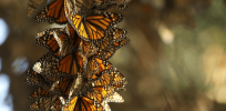From 2,000 to 330,000: Monarch butterfly count soars in California since 2020 low — but still far below millions in the 1980s