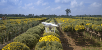 Artificial Intelligence (AI) tools to detect crop diseases are on the way