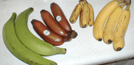 Gene editing poised to rescue banana production from plant disease sweeping through Central America