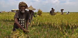 Southeast Asia split on embrace of biotech crops: India ‘indecisive’, Bangladesh on board