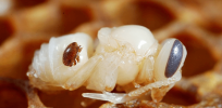 Honeybee health: Driving problem is not climate or pesticides but the deadly Varroa mite