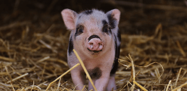 ‘Good for climate and welfare’: Assisted fertilization in development for pigs, but some animal rights groups push back