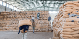 11 tons of GMO corn seeds targeted for release in Kenya and Tanzania stalled in court