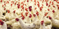 Eliminating bird flu: How gene-edited chickens could mitigate threats