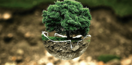 Viewpoint: ‘Every approved biotech crop has benefited the environment’ — Why streamlining regulations are key to sustainability and food security goals