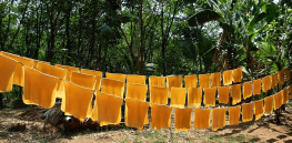 India’s potential approval of GM mustard may open door to insect-resistant cotton, anti-fungal potato and vitamin-boosted banana