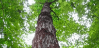 Nuisance suits by anti-GMO activists could block efforts to save the near-extinct American chestnut tree