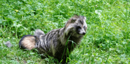 Lab leak or animal source? Strong evidence emerges that COVID started in raccoon dogs in China