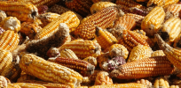 Fearful of bans on genetically modified grains, Canada joins US in requesting formal trade talks with Mexico