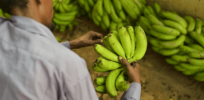 India green lights field trials for two genetically modified crops — disease-resistant potatoes and nutrient-boosted bananas