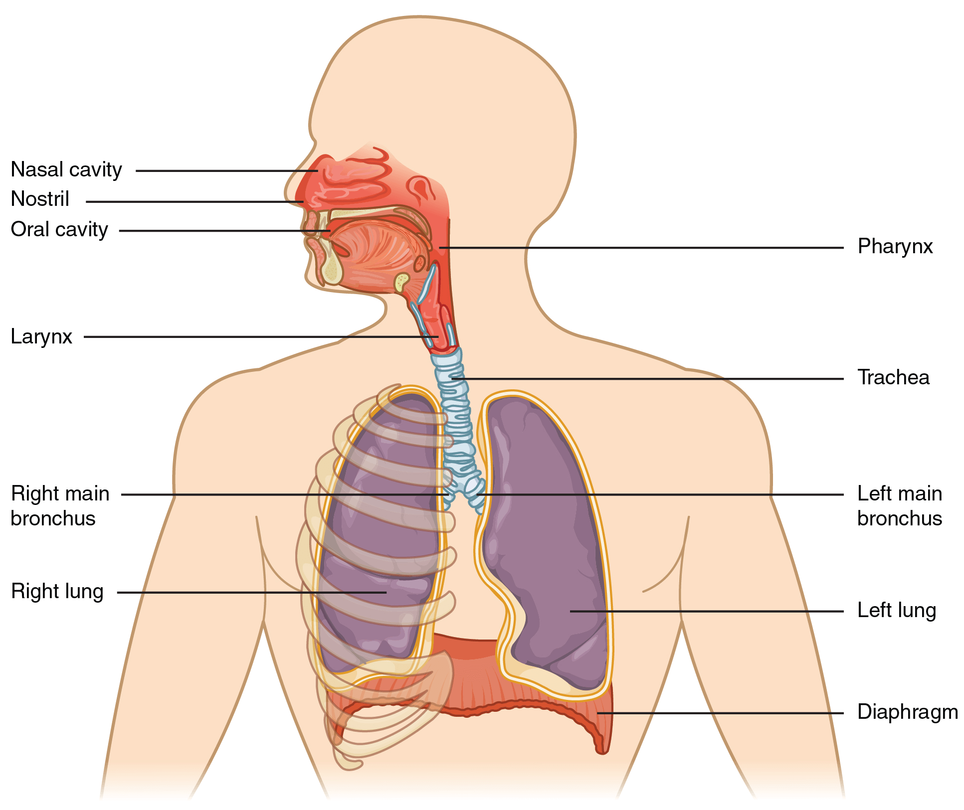 major respiratory organs