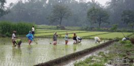 Facing food security disruptions from climate change, Indonesia greenlights GM drought-tolerant rice