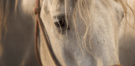 Is your horse flighty, anxious or affable? Dozens of genes shape equine personalities — and are linked to traits in humans