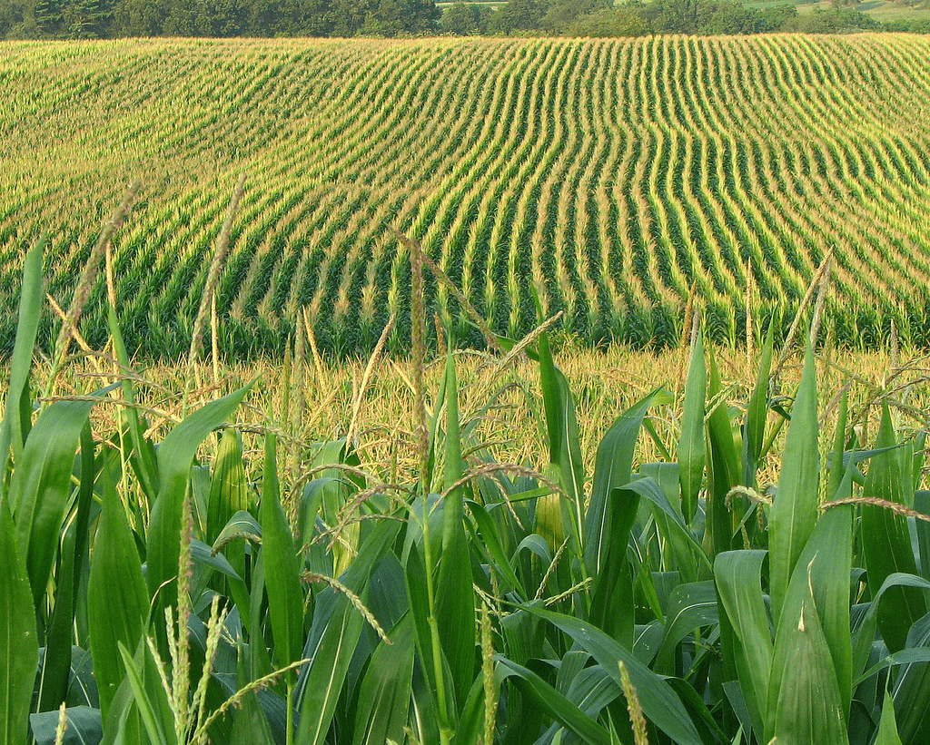 Viewpoint: American farmers concerned about using more land and chemicals to satisfy Mexico's unscientific anti-GMO import ban - Vimarsana News